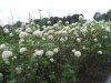'Snowball' Viberum at Omaha Cemt red.jpg